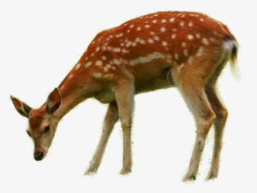 Bambi Thumper Deer Faline - Deer Eating Grass Drawing, HD Png Download, Free Download