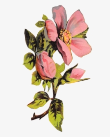 Flower Rose Floral Botanical Art Illustration Clipart - Transparent Background Floral Illustration Png, Png Download, Free Download