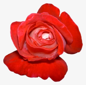 Cartoon Flower Clip Art - Flowers, HD Png Download, Free Download
