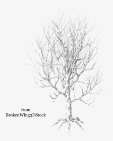 Twig Drawing Broken Tree Branch - Illustration, HD Png Download, Free Download