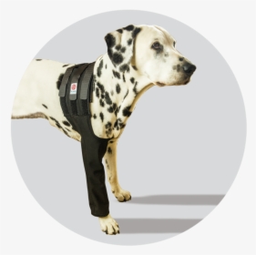 Transparent Dog Leg Png - Dalmatian, Png Download, Free Download