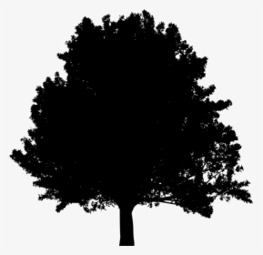 Transparent Treehouse Clipart Black And White - Oak Tree Sillhoette, HD Png Download, Free Download
