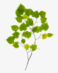 Tree Branch Texture Png, Transparent Png, Free Download
