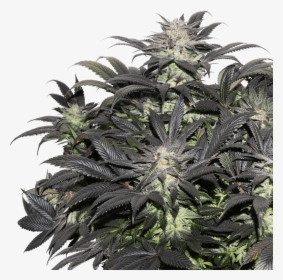 Lava Freeze Feminised Seeds - Cannabis, HD Png Download, Free Download