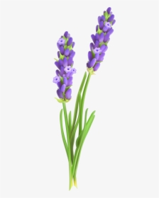Lavander Png Image Gallery - Clipart Lavender Flowers Lavender Transparent Background, Png Download, Free Download