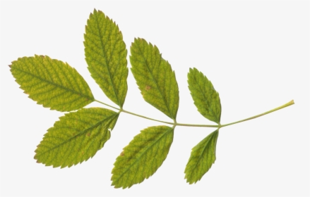 Transparent Elm Tree Clipart - Leaves And Stems Png, Png Download, Free Download