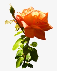 Orange Rose Clip Art With Leaves And Stem - Rose, HD Png Download, Free Download
