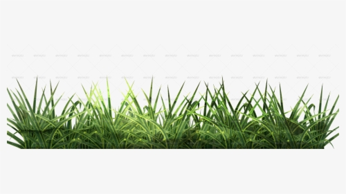 Conceptual Vectors Sweet Grass - Feuille Canne A Sucre, HD Png Download, Free Download