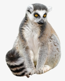 Lemur Png Free Pic - Lemur With White Background, Transparent Png, Free Download