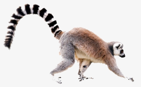 Lemur Tail Transparent File - Ring Tailed Lemur White Background, HD Png Download, Free Download