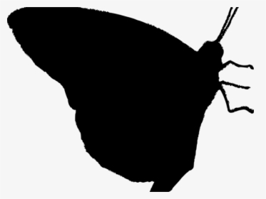 Transparent Butterfly Vector Png, Png Download, Free Download