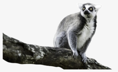 Lemur Png Image File - Madagascar Cat, Transparent Png, Free Download