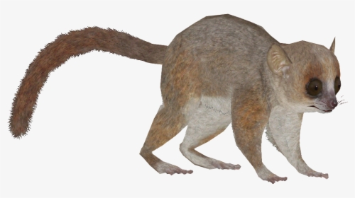 Grey Mouse Lemur - Kangaroo, HD Png Download, Free Download