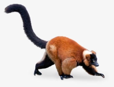 Red Ruffed Lemur White Background, HD Png Download, Free Download