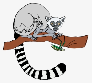 Lemur Clipart - Ring Tailed Lemur Clipart, HD Png Download, Free Download