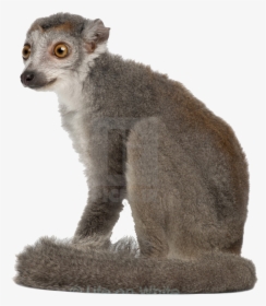 Lemur Png Transparent Image - Monkey, Png Download, Free Download
