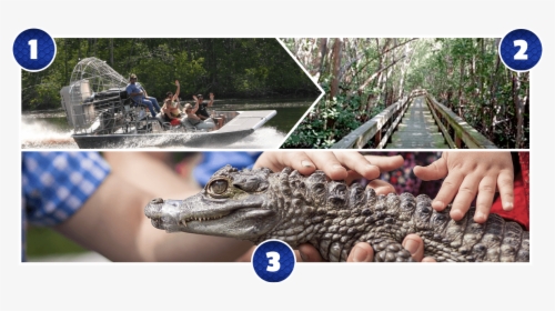 A Florida Everglades Airboat Tour Featuring A Boardwalk - American Alligator, HD Png Download, Free Download