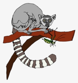 Ring Tailed Lemur Clipart, HD Png Download, Free Download