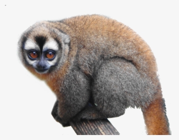 Lemur, HD Png Download, Free Download
