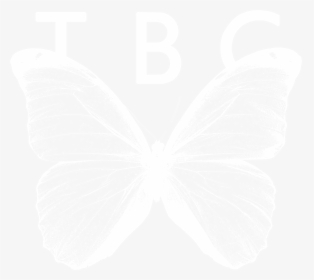 Transparent Butterfly Vector Png - Lycaenid, Png Download, Free Download
