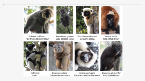 Lemur Identification, HD Png Download, Free Download