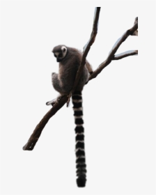 #lemur #zoo #ringtailedlemur #bronxzoo #freetoedit - Sifaka, HD Png Download, Free Download