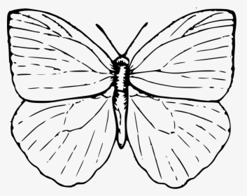 Butterfly 2 Svg Clip Arts - Cross Contour Line Drawing Examples, HD Png Download, Free Download