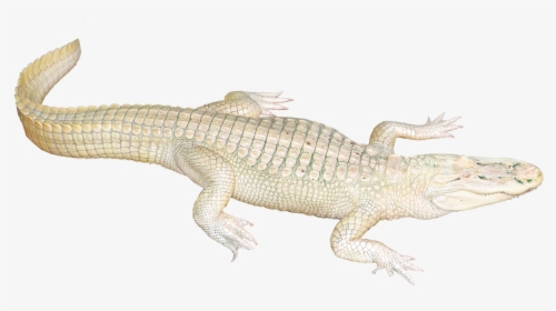 White Png Transparent Image - White Image Of Crocodile Clipart, Png Download, Free Download