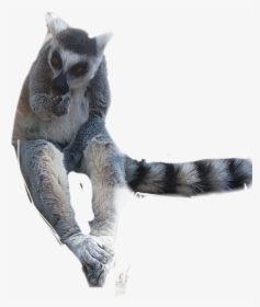 #lemur - Fox Squirrel, HD Png Download, Free Download