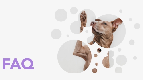 Faq - Companion Dog, HD Png Download, Free Download
