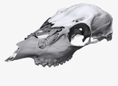 Animal Skull Scan - Skull, HD Png Download, Free Download