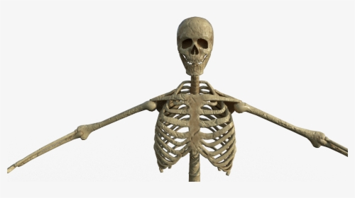 Skeleton, HD Png Download, Free Download