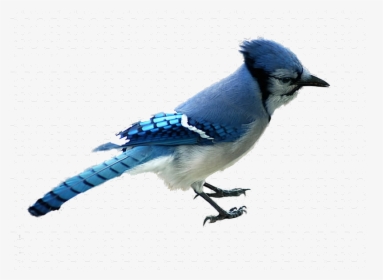 Blue Jay Animals Northern Bird Graphic Transparent - Blue Jay Transparent Background, HD Png Download, Free Download