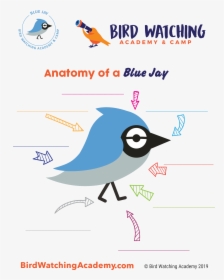 Bird Anatomy For Kids, HD Png Download, Free Download