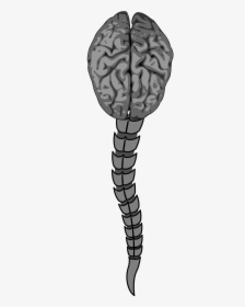 Brain Columna Vertebral Narrow Free Photo - Grey Brain Clipart, HD Png Download, Free Download
