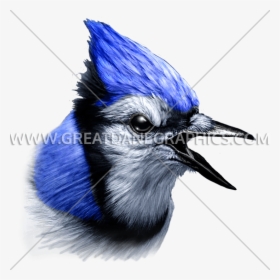 Blue Jay, HD Png Download, Free Download