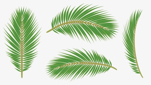 Palm Leaves Png - Transparent Background Palm Leaves Png, Png Download, Free Download