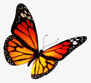Transparent Real Butterfly Png - Dessin De Papillon Couleur, Png Download, Free Download