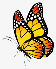 Photography Clipart Butterfly, HD Png Download, Free Download