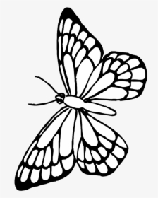 Transparent Butterfly Outline Clipart - Free Printable Butterfly Coloring Pages, HD Png Download, Free Download