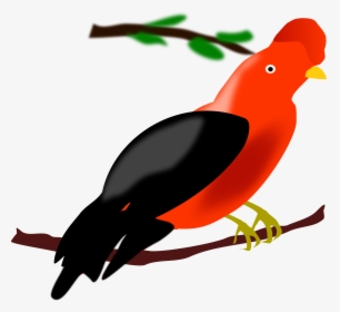 Wing,bird,artwork - Dibujo Gallito De Las Rocas, HD Png Download, Free Download