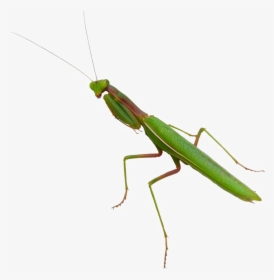 Mantis Png Image - Praying Mantis Png, Transparent Png, Free Download
