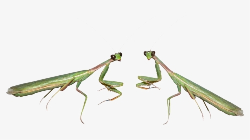 Mantis Png File - Clipart Praying Mantis, Transparent Png, Free Download