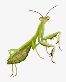Mantis Png - Praying Mantis Transparent Background, Png Download, Free Download