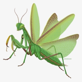 Mantis Png Images - Mantis Png, Transparent Png, Free Download
