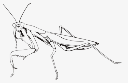 Mantis Png - Praying Mantis Drawing Easy, Transparent Png, Free Download