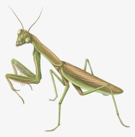 Like Winged Insects,locust - Mantidae, HD Png Download, Free Download