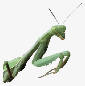 Transparent Mantis Png - Mantidae, Png Download, Free Download