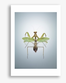 Grasshopper - Western Conifer Seed Bug, HD Png Download, Free Download