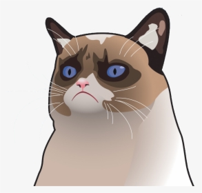 Desktop Backgrounds Cat Funny, HD Png Download, Free Download